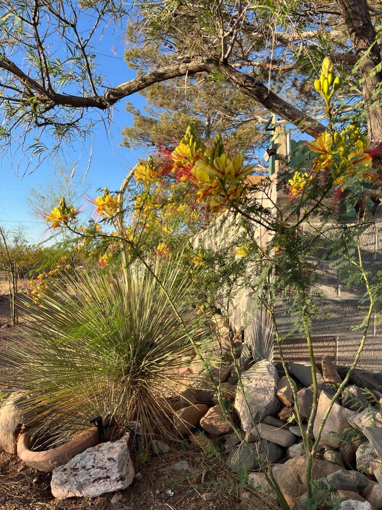 Hole In The Wall Getaway - Usa Mexico Border Bed And Breakfast Columbus Dış mekan fotoğraf